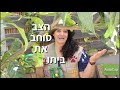 ספידי הצב צבים בסכנת הכחדה