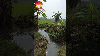 বাংলার গ্রাম | Village in Bengal