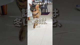 【21歳老猫ココさん】認知症、冬は気をつけよう #cat #老猫 #猫のいる暮らし #保護猫 #キジトラ #高齢猫 #ねこのいる生活 #老猫ココ #老猫介護 #シニア猫 #高齢猫 #お猫様 #認知症