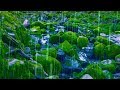 Rain Sounds + Stream for Sleep, Focus, Studying | 4K Nature Video White Noise 10 Hours