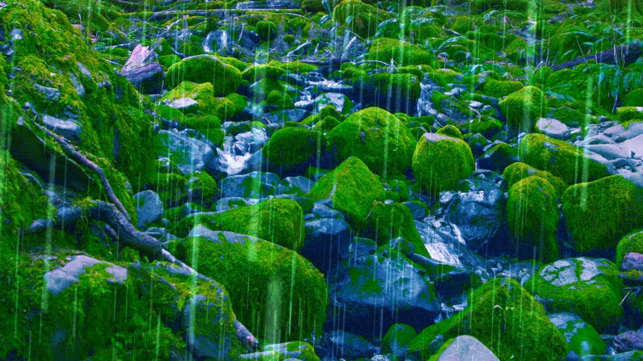 Rain Sounds Stream For Sleep Focus Studying 4k Nature Vide