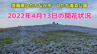 448　ネモフィラ　ひたち海浜公園　2022年4月13日現在の様子