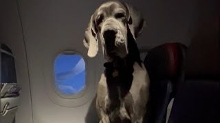 Plane Passenger Brings His Great Dane Service Dog on Flight