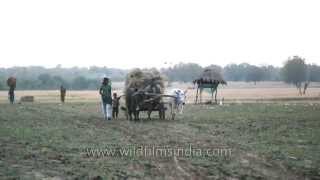 Farmer carries harvested crops on traditional bullock cart