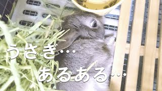 うさぎ飼いの心臓が止まりそうなくらい焦る瞬間がこちら。うさぎ飼いあるある#276