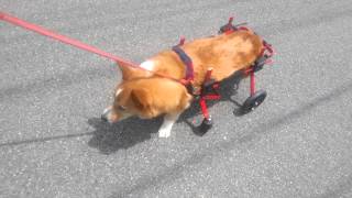 K-9犬・ネコ用車椅子　ビクターくん　編