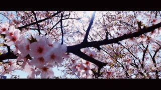 【玉藻公園】今年初桜をみにいったよ🌸