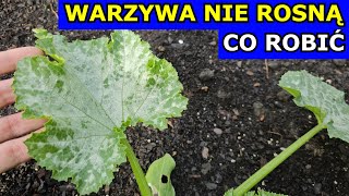 Dlaczego Warzywa NIE ROSNĄ. Jak im Pomóc. Warzywa Klapią Pomidory, Ogórki, Cukinia, Selery, Kapusta.