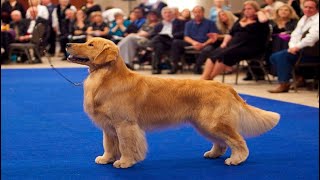 golden retriever dog show 2024 | Show quality golden retriever dog