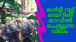 മൾട്ടി റൂട്ട് ലയറിങ് മാവിൽ #Mangiferaindica #Airlayering