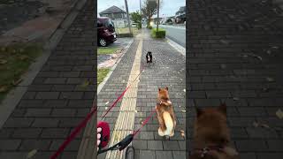 サクラのウンコ【姉を追い越すチャムを添えて】＃マヨネ＃もちごめ #約束の時まで柴犬と＃柴犬スティーブ#僕とこむぎと三浦半島＃海辺の犬 #柴犬 #真夜中の散歩 #ふたり散歩 #犬の散歩 #ぼちぼち散歩