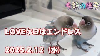 《2025.2.12》LOVEゲロはエンドレス【今朝の様子】ボタンインコ＆ウロコインコ