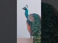 #petsvlog .peacock lovers#shehrmaindihat #sw pet house#inzi or ibrahim.#shorts