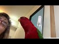 listen to one s birb talk about his day🍅