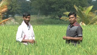 ಸಾವಯುವದಲ್ಲಿ ಭತ್ತದ ಬೇಸಾಯ - ಶ್ರೀ ಲೋಕೇಶ ಎನ್. ವಿ | Organic Paddy Grower | Farmer Interview| Organic Rice