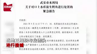 河北邯郸武安市京娘湖景区水库被非法放生2条鳄鱼！专业捕捞队正在搜捕：是幼崽