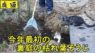 【庭猫】今年最初の裏庭の枯れ葉そうじ