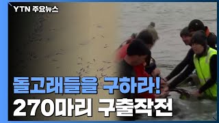 모래톱에 오도 가도 못하는 돌고래 270마리 구출작전 / YTN