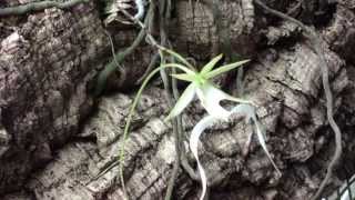 A Ghost Orchid Blooms in Charleston, W.Va.