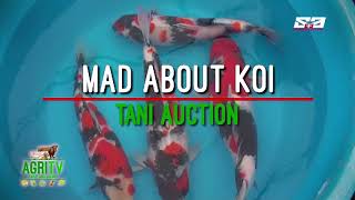 AGRITV MAY 13, 2018 MAD ABOUT KOI Kenji Tani Auction