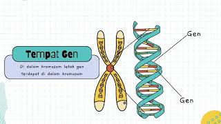 MATERI GENETIK (KROMOSOM, GEN, DNA)