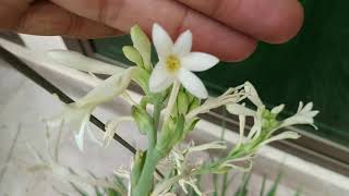 Tuberose | Complete Blooming Season Start to End | Polianthes Tuberosa