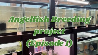 Angelfish Breeding Project (Episode 1)