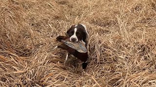 South Dakota Pheasant Hunting 11-10-24