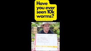 Have You Ever Seen 10K COMPOST WORMS?