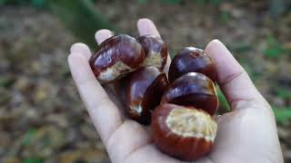 ចូលព្រៃរេីសផ្លែកៅឡាក់ | Foraging Sweet Chestnuts