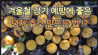 탱자 효소 만드는 법.효능.!?