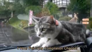 10 hours cat compilation