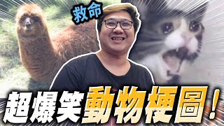 超爆笑吉娃娃梗圖！貓咪的表情也太豐富了！！｜動物梗圖【黑羽】