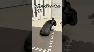 お尻が痒い犬　＃Shorts