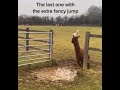 llama funny jumps over a puddle shorts