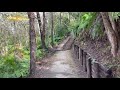 asmr 足音 森の小道をゆっくり歩く音 walking on fallen leaves no talking