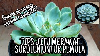 CARA GAMPANG MERAWAT SUKULEN | TIPS JITU MERAWAT SUKULEN UNTUK PEMULA