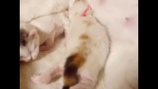 【アン・ファミリー】長毛の三毛猫3/10生まれ桃ちゃん。3/15撮影。スコティッシュフォールドブリーダー