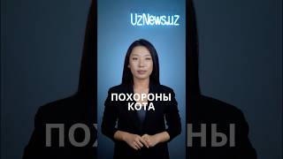 В Ташкенте на кладбище для людей женщина похоронила своего кота, устроив ему полноценные похороны