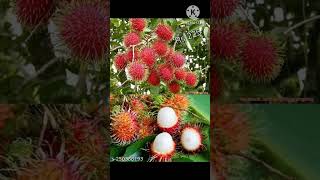 Have you tried Rambutan fruit# low price plant