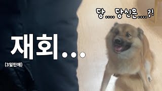 집에 돌아오자 강아지가 보인 반응ㅋㅋㅋㅋㅋ | 유기견 입양