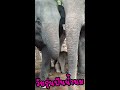 นอนแซ่บ นอนม่วนคัก เสี่ยต้นหนาว น้ำลายยืดเลย😂🐘