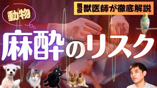 【手術できるの！？】麻酔はどれくらい危険？　リスクが高くなる原因は？　高齢でも大丈夫？　検査・鎮静なら安全！？【獣医師・愛玩動物看護師・犬・猫・ウサギ・鳥・動物病院・ペット】