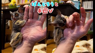 【とにかく手から離れたくないぱんじろうの遊び方】Bushbaby Plum's Growth Diary ショウガラゴ プラムの成長日記