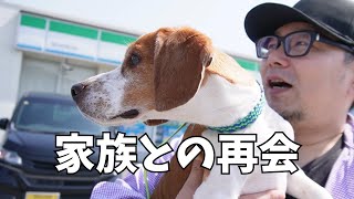 【迷子犬 ビーグル後編】家族との再会に涙しました～多頭飼い～チワワ シーズー ミニチュアピンシャー トイプードル