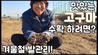 맛있는 고구마 수확을 위한 겨울철 밭관리 - 주말농장 [일꾼TV]