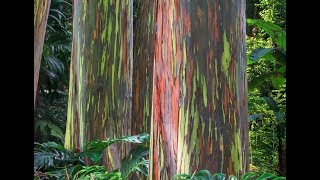 These Eucalyptus Trees are Coated in the Most Magical Rainbow Bark