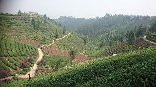 四川・雅安／中国茶工場  旅行Vlog④【中国旅行】Sichuan, Ya'an, Chinese tea factory, China Trip