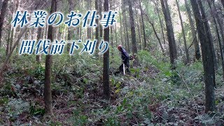 【林業のお仕事】＃5　間伐前下刈り