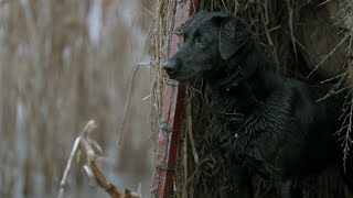 A Remington Tribute to Dogs